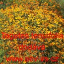 Aksamitn&iacute;k jemnolist&yacute;