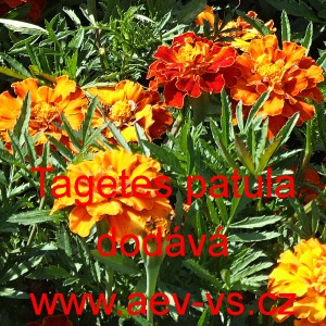 Aksamitn&iacute;k rozkladit&yacute;