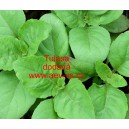 Bazalka posv&aacute;tn&aacute; Tulasa