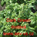 Bazalka prav&aacute; vonn&aacute; Dark Green