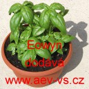 Bazalka prav&aacute; vonn&aacute; Eowyn