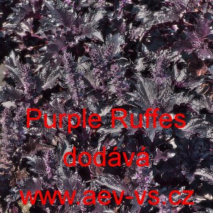 Bazalka prav&aacute; vonn&aacute; Purple Ruffes