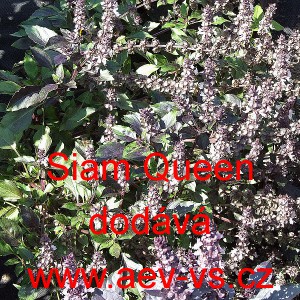 Bazalka prav&aacute; vonn&aacute; Siam Queen