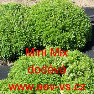 Bazalka prav&aacute; vonn&aacute; Mini Mix