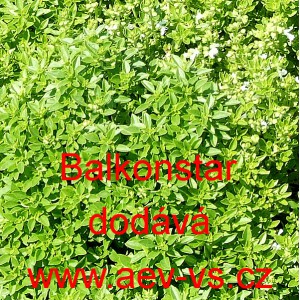 Bazalka prav&aacute; vonn&aacute; Balkonstar