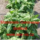 Bazalka prav&aacute; vonn&aacute; Mammolo Genovese