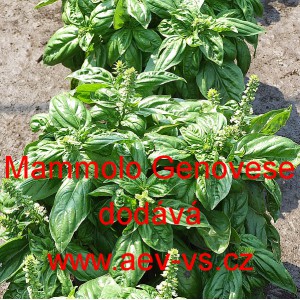 Bazalka prav&aacute; vonn&aacute; Mammolo Genovese