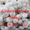 Bertr&aacute;m obecn&yacute;, Řebř&iacute;ček bertr&aacute;m