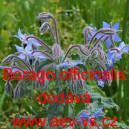 Brutn&aacute;k l&eacute;kařsk&yacute; Mix