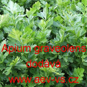 Celer listov&yacute; (Miř&iacute;k)