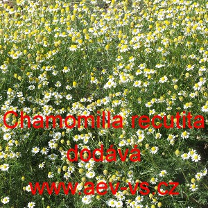 Heřm&aacute;nek l&eacute;kařsk&yacute;