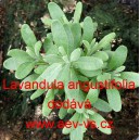 Levandule l&eacute;kařsk&aacute;, &uacute;zkolist&aacute; Mix