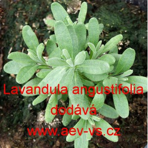 Levandule l&eacute;kařsk&aacute;, &uacute;zkolist&aacute; Mix
