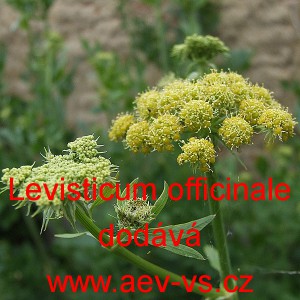 Libeček l&eacute;kařsk&yacute;