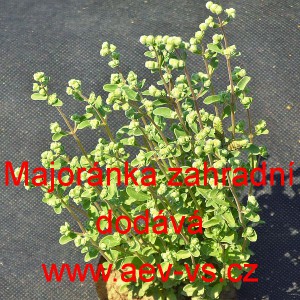 Major&aacute;nka zahradn&iacute;