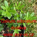 Mařinka vonn&aacute;, Sv&iacute;zel vonn&yacute;