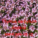 Mateř&iacute;dou&scaron;ka obecn&aacute; (&uacute;zkolist&aacute;)