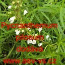 M&aacute;ta horsk&aacute; americk&aacute;, chlupat&aacute;