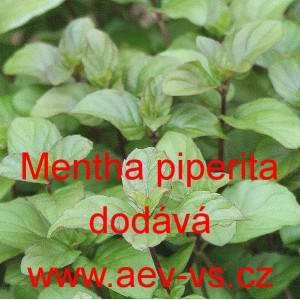 M&aacute;ta peprn&aacute;