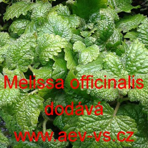 Meduňka l&eacute;kařsk&aacute;