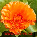 Měs&iacute;ček l&eacute;kařsk&yacute; Mix