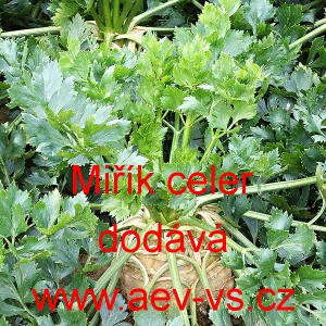 Miř&iacute;k celer