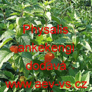 Mochyně židovsk&aacute; tře&scaron;eň