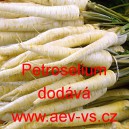 Petržel zahradn&iacute; Kořenov&aacute;