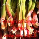 Rebarbora l&eacute;čiv&aacute;, Reveň l&eacute;kařsk&aacute;