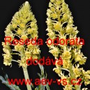 Rezeda vonn&aacute;, R&yacute;t vonn&yacute;