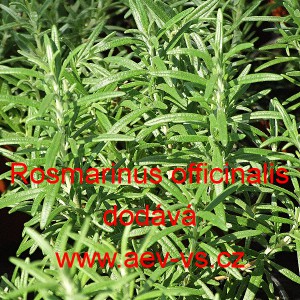 Rozmar&yacute;na l&eacute;kařsk&aacute;