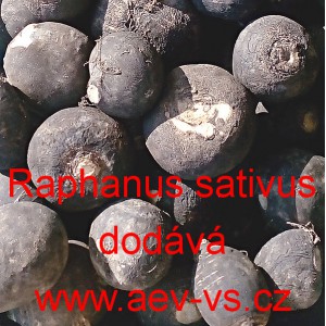 Ředkev set&aacute; (čern&aacute;)