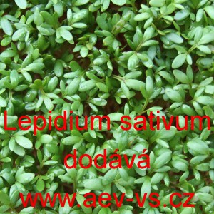 Řeřicha set&aacute; zahradn&iacute; drobnolist&aacute;