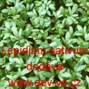 Řeřicha set&aacute; zahradn&iacute; velkolist&aacute;