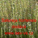 Saturejka zahradn&iacute;