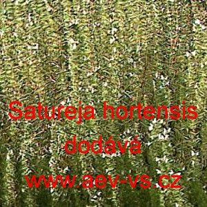 Saturejka zahradn&iacute;