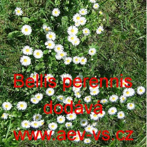 Sedmikr&aacute;ska obecn&aacute;, chudobka