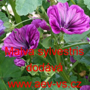 Sl&eacute;z lesn&iacute;