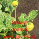 Spilant, Plamatka zeln&aacute;, jamba, parařeřicha