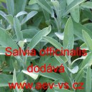 &Scaron;alvěj l&eacute;kařsk&aacute;