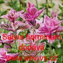 &Scaron;alvěj zahradn&iacute;, pestr&aacute;