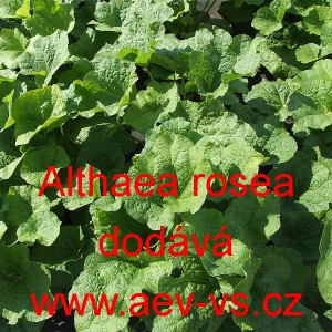 Topolovka růžov&aacute;