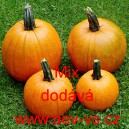 Tykev obecn&aacute; Mix