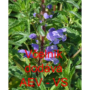 Včeln&iacute;k moldavsk&yacute; (mult&aacute;nsk&yacute;)