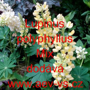 Vlč&iacute; bob mnoholist&yacute;, Lupina mnoholist&aacute; Mix