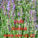 Yzop l&eacute;kařsk&yacute; Dufti