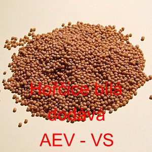 Hořčice b&iacute;l&aacute; cel&aacute;