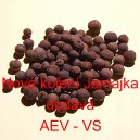 Nov&eacute; kořen&iacute; Jamajka