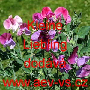 Hrachor vonn&yacute; Kleine Liebling