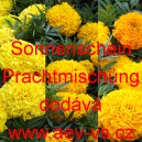 Aksamitn&iacute;k vzpř&iacute;men&yacute; Sonnenschein Prachtmischung